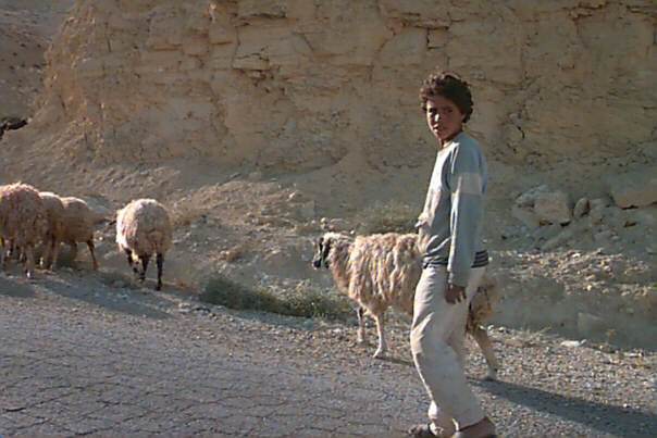 Bringing the herd home