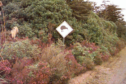 Our only wild kiwi sighting