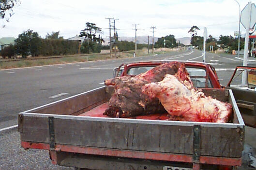 Truckful of rotting meat near Blenheim