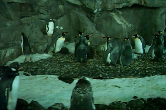 Gary and Caroline, our first cycle encounter down under Texan penguins dress for dinner