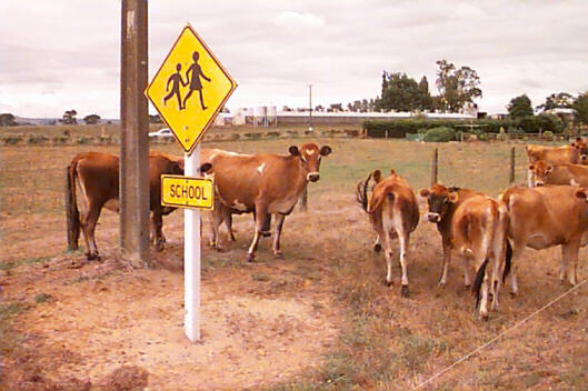 On the road to Matamata Bovine 