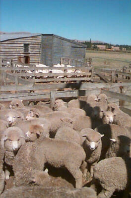 Before and after shearing Scots of Christchurch terrorize the countryside