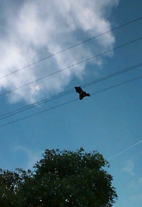 Shocking end for a Wingham bat