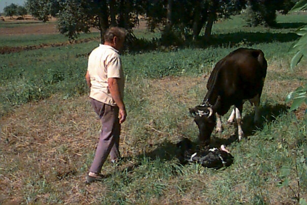 Bovine birthing miracle on the road to Kaunas