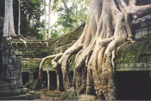 Creepy Ta Prohm