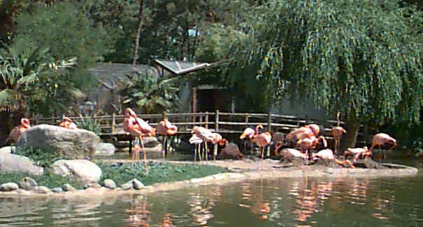 Andrew missed the flamingos on the way to La
                Rochelle