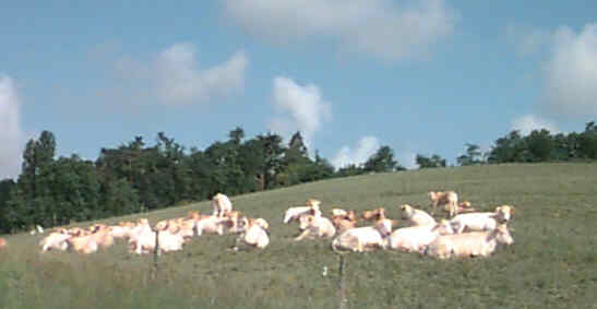 Cows pondering the production of France's other white be