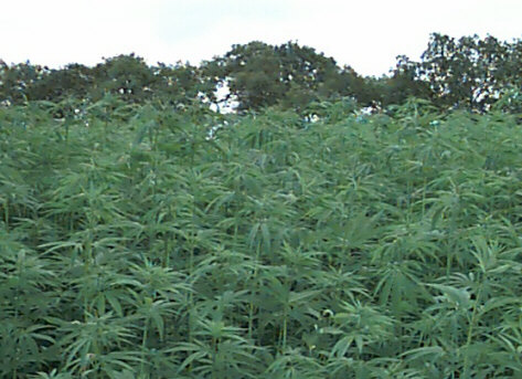 and they're not only going to use it for rope!