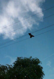 Shocking end for a Wingham bat