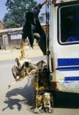 Goosey gander and doggy dinner